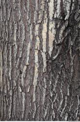 Tree Bark